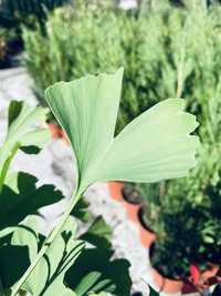 Ginkgo biloba planta medicinal