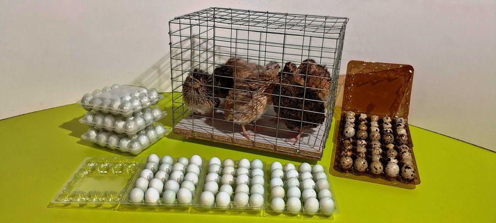 Яйця Селадон, перепелині інкубаційні .