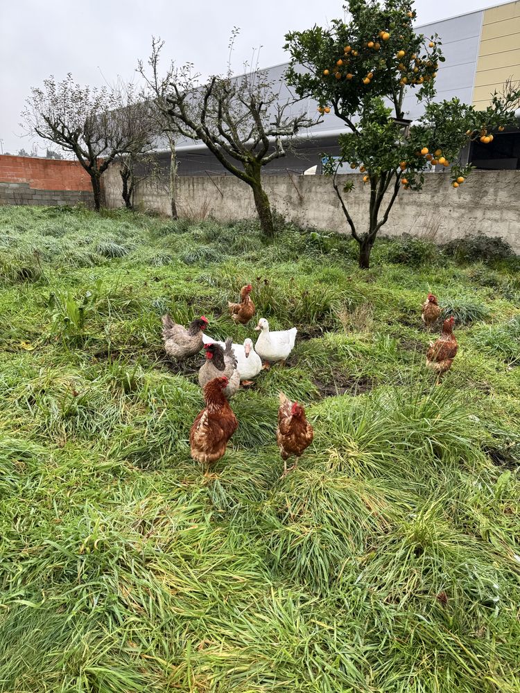 Vendo ovos caseiros 2.80€ a dúzia