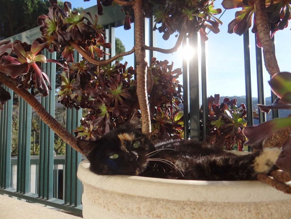 Três gatinhas para adoção responsável