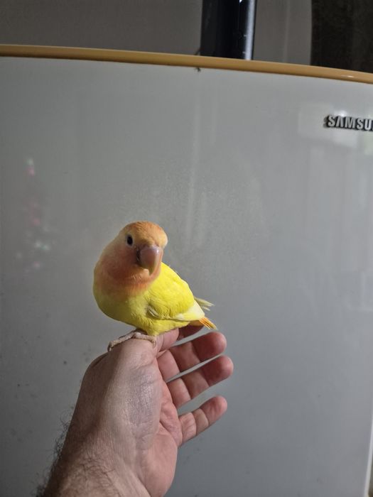 Agaporni Domesticado