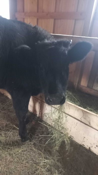 Продам теличку на тримання