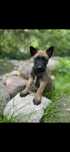Owczarek belgijski malinois