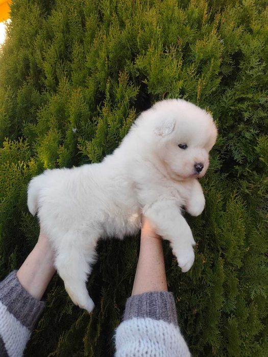 Piękny Piesek Samojed