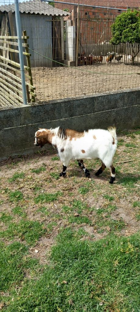 Cabrito micro-anão com  1 ano