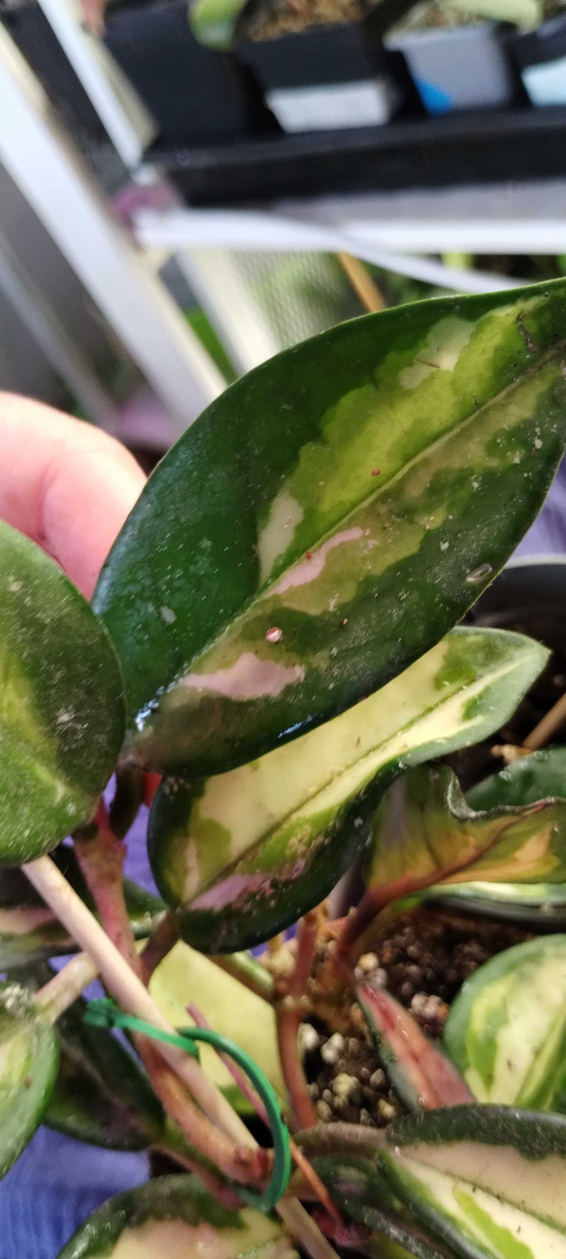 hoya tricolor-ciety pęd
