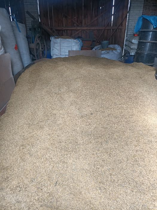 Owies sprzedam 700zł/tona