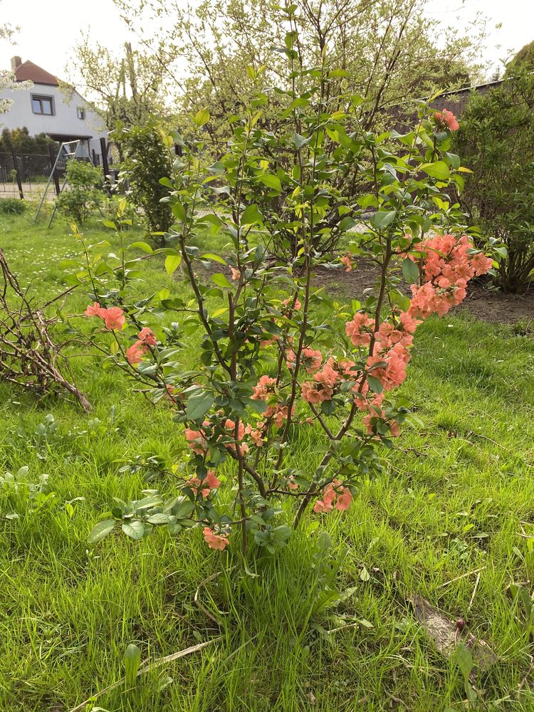 Duży krzak pigwowiec