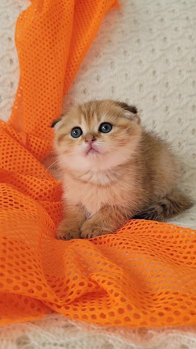 Шотландская золотая шиншилла прямоухие вислоухие котята