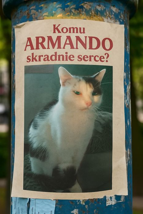 Miziasty Armando szuka domku
