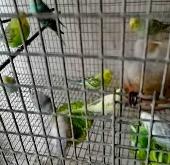 Periquitos novos criados em viveiro comunitário