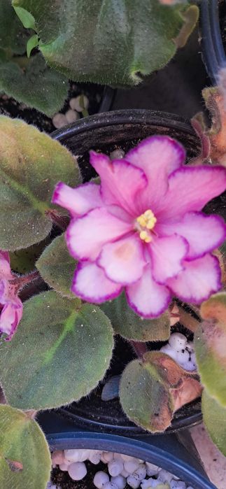 Продам квітучі фіалки