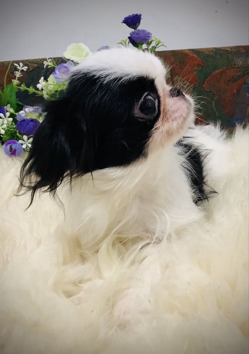 Японський хін, дівчинка