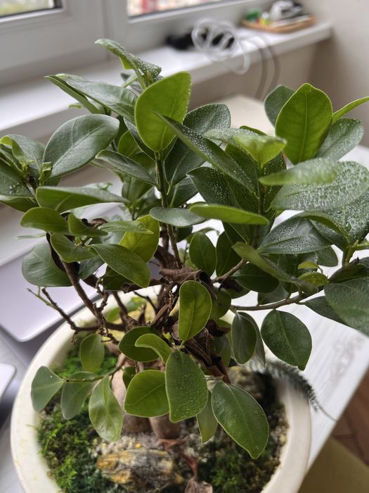 Бонсай у китайському горщику: ficus microcarpa