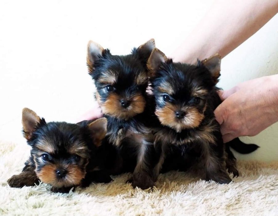 Справжня розкішь