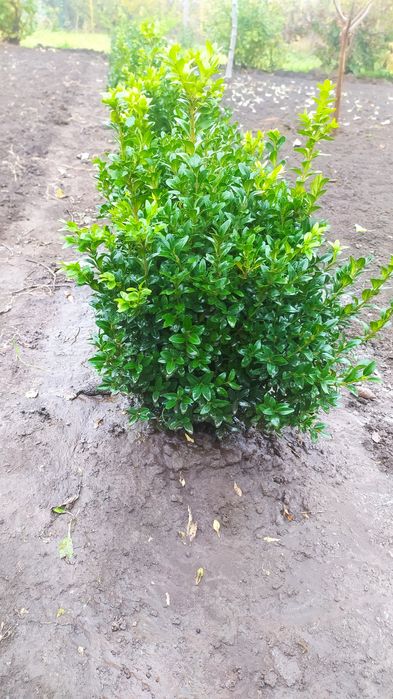 Продажа самшитов, овсяница сизая.