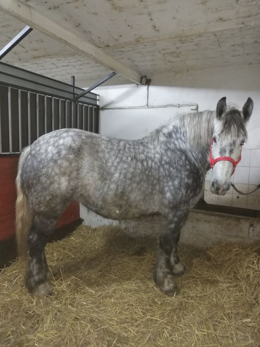 Klacz Perszeron 6 lat