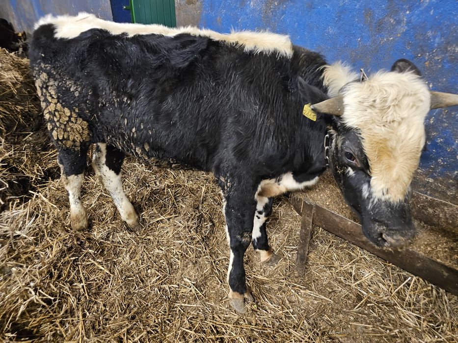 Sprzedam 5 byków 270 280 kg mieszańce