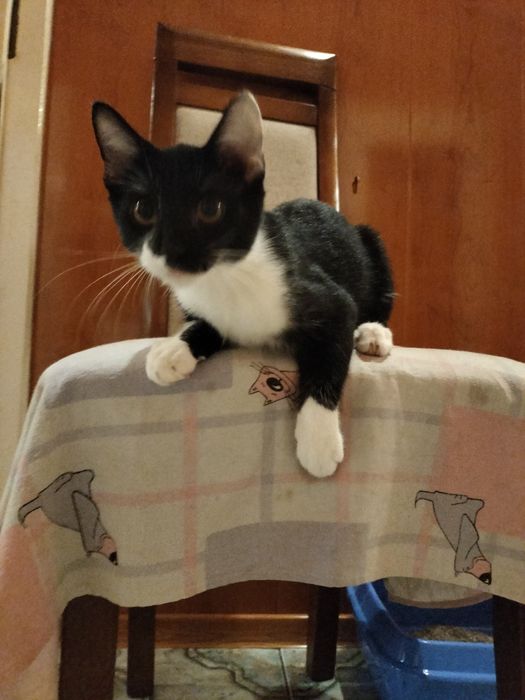 Cudowny kocórek Vakie (Fałki )