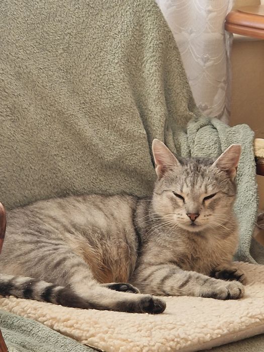 Kotka Myszka szuka odpowiedzialnego i kochającego domu