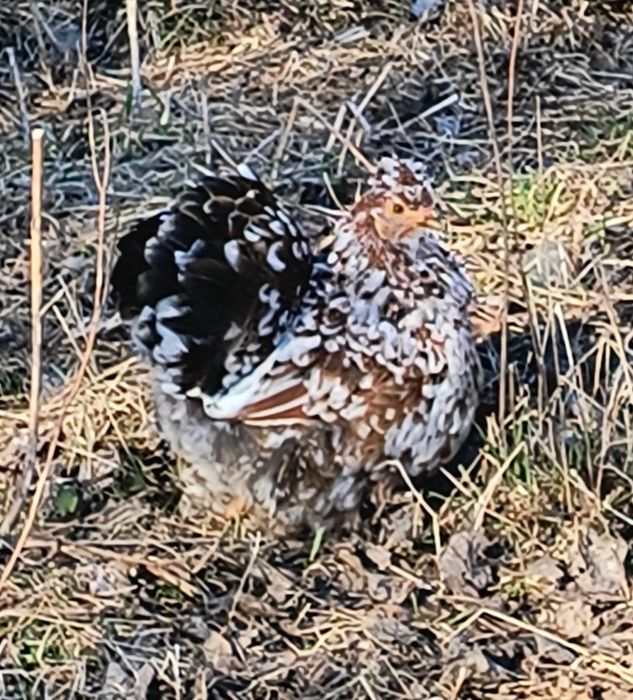 Jajka lęgowe, kurczaki