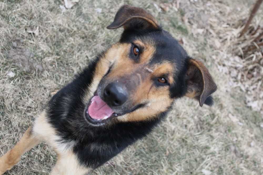 001270 Super przyjazny psiak - do adopcji