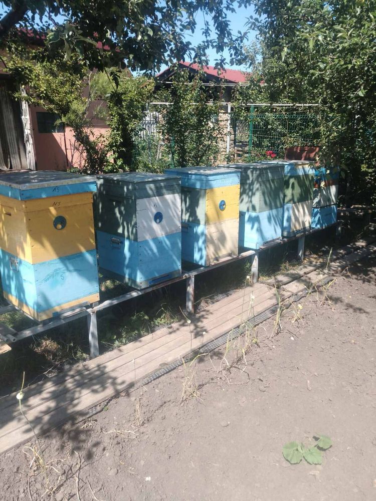 Двухкорпусные улья