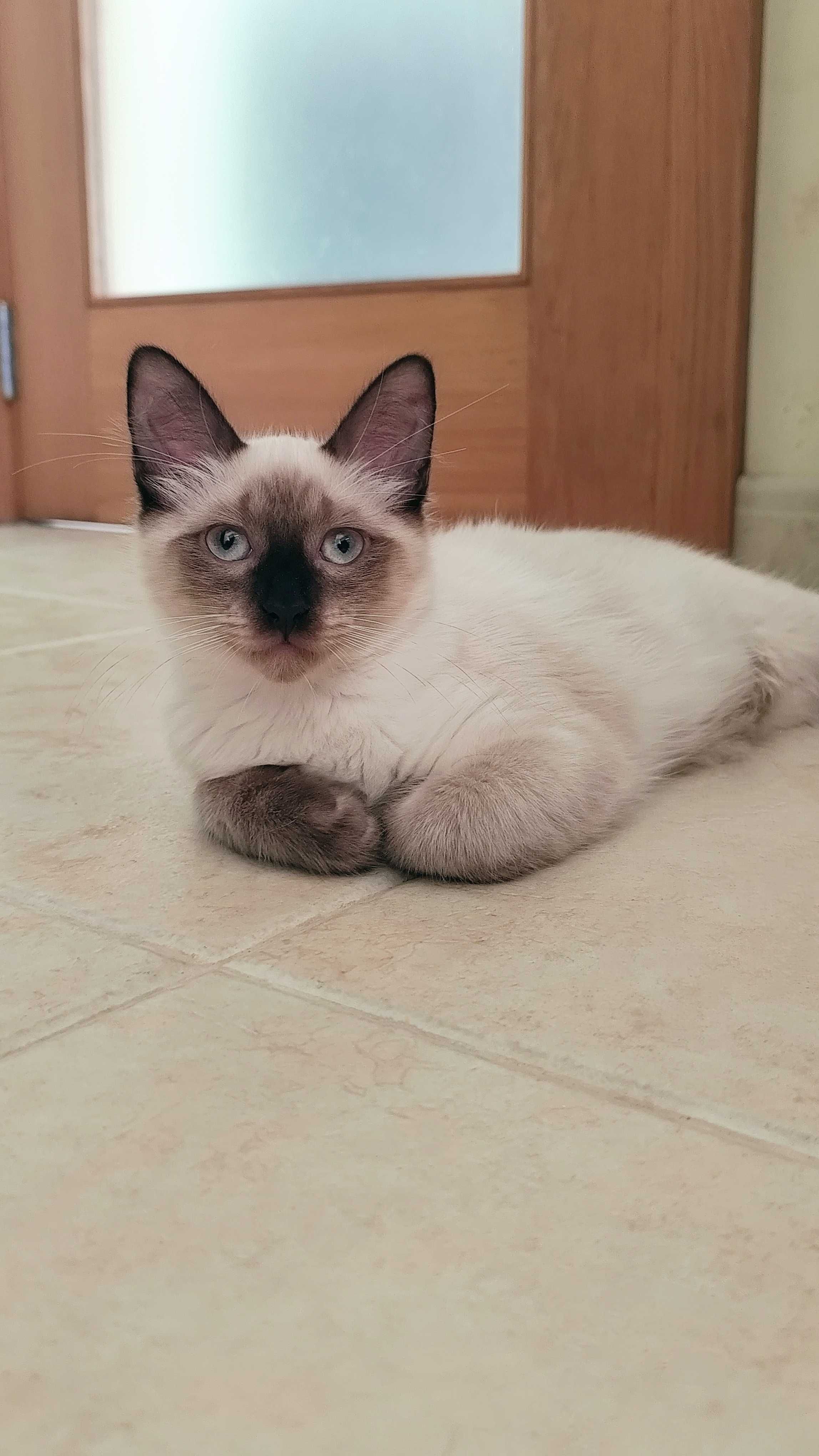 Gatinhos para adoção conjunta