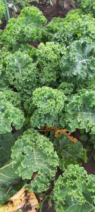 Калє кейл листова капуста