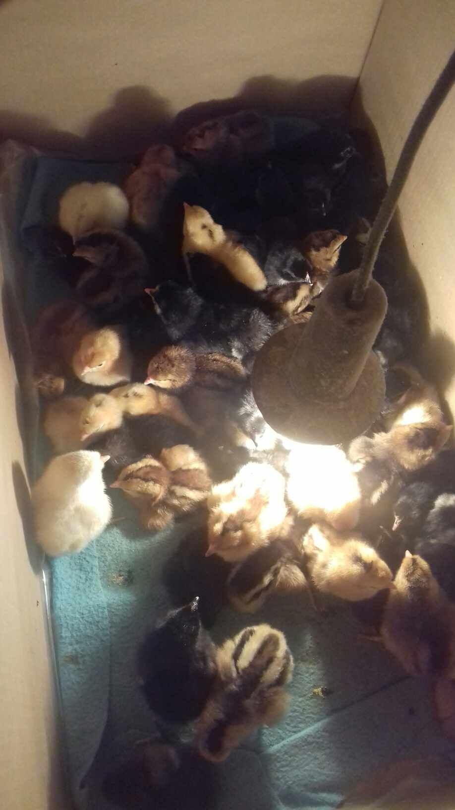 Sprzedam kurczaki klute z kolorowych jaj