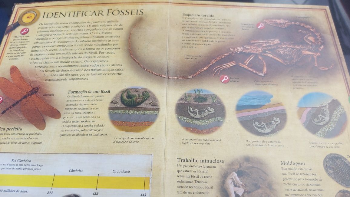 Fósseis Um mundo extraordinário visto à lupa