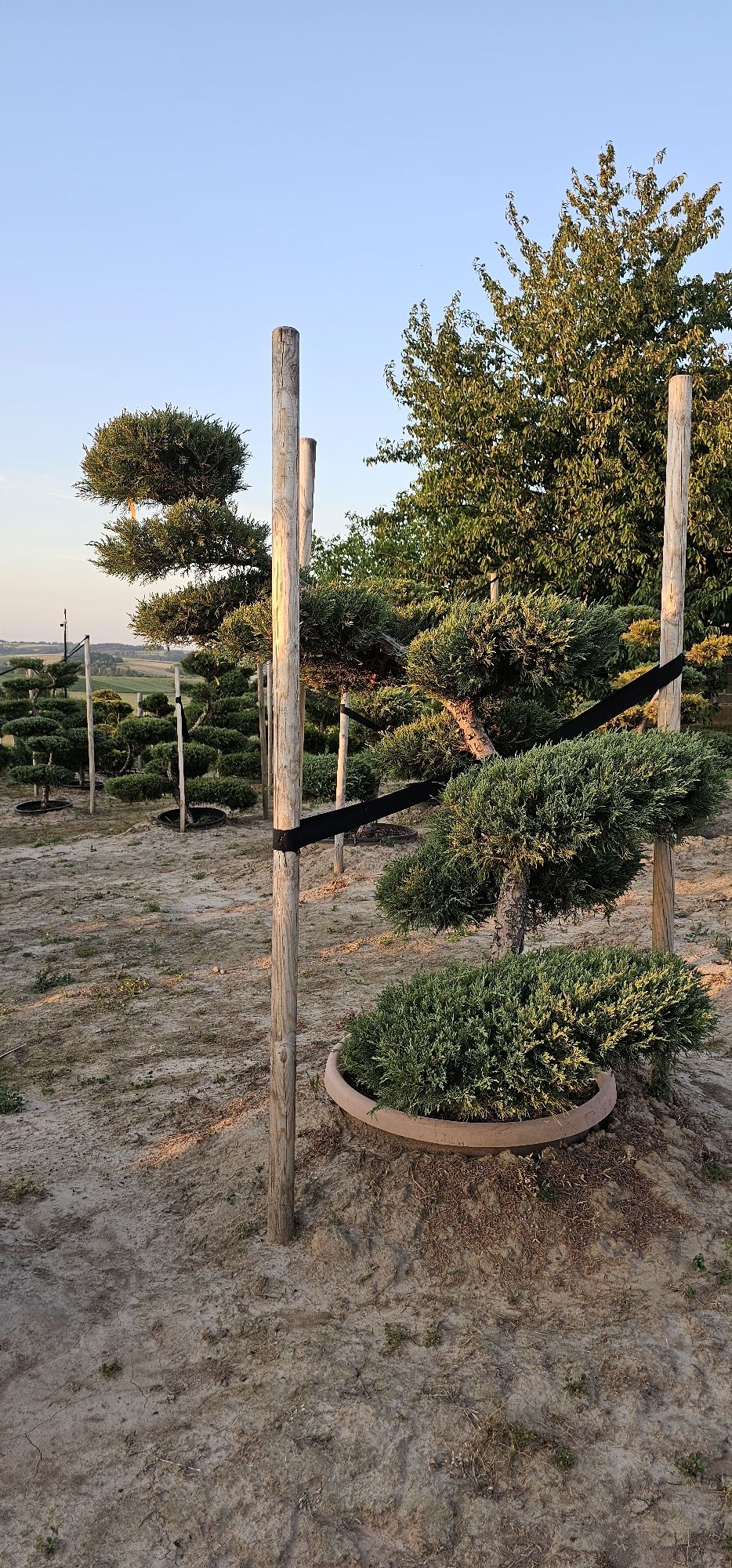 Bonsai rośliny formowane