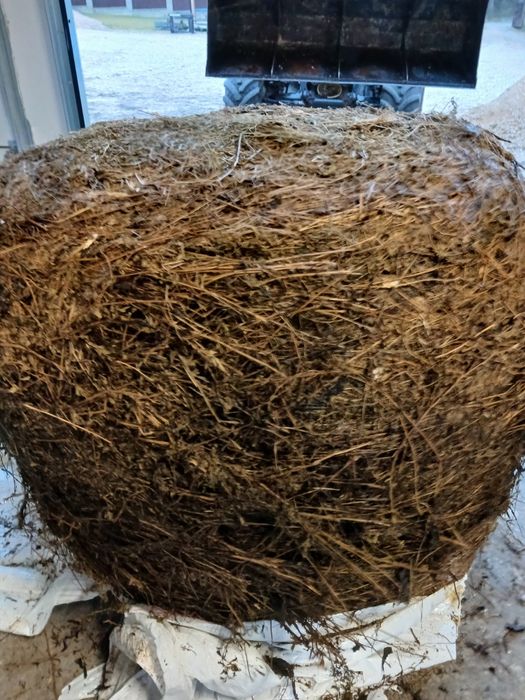 sianokiszonka z lucerny i traw