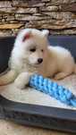 Samoyed ,samojed, samoyedy sunia