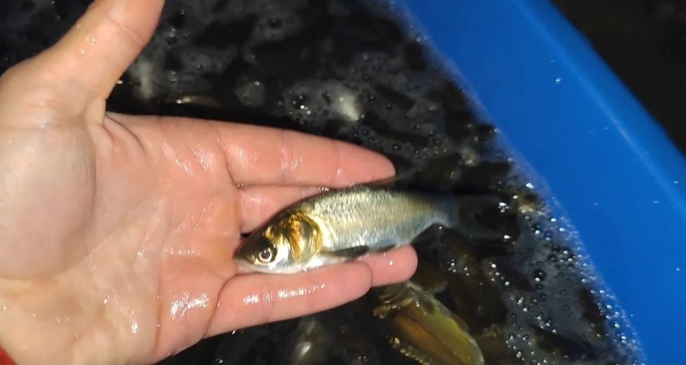 Продам малька амура,Короп, линь,толстолоб