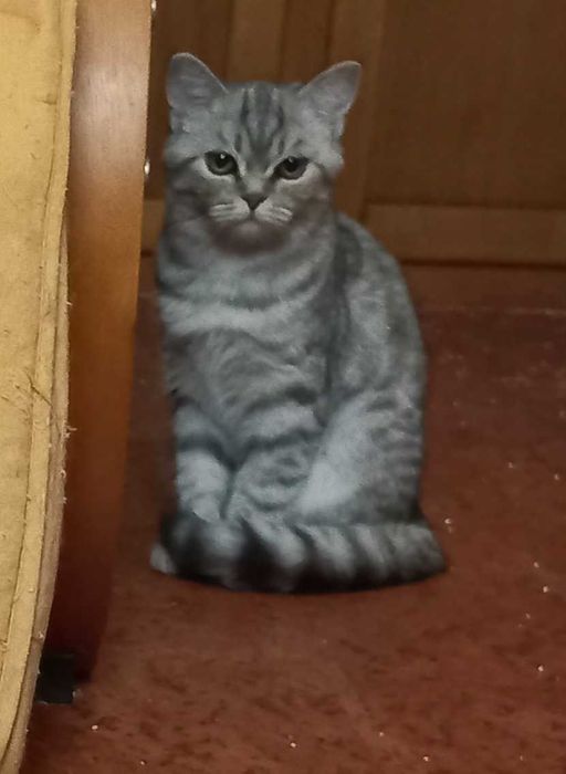 Gata British Shorthair
