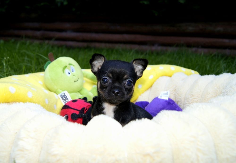 Suczka chihuahua krótkowłosa czarna podpalana