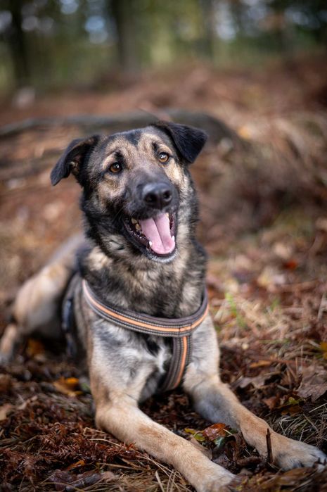 Brązowy dżentelmen Szyszek czeka na swojego człowieka