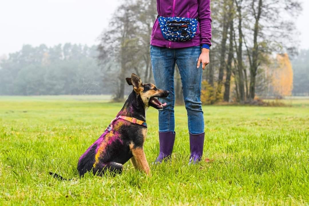 Niesamowitą i szaloną Alaskę do adopcji