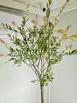 Wierzba Hakuro Nishiki szczepiona na pniu 180 cm donica 5L