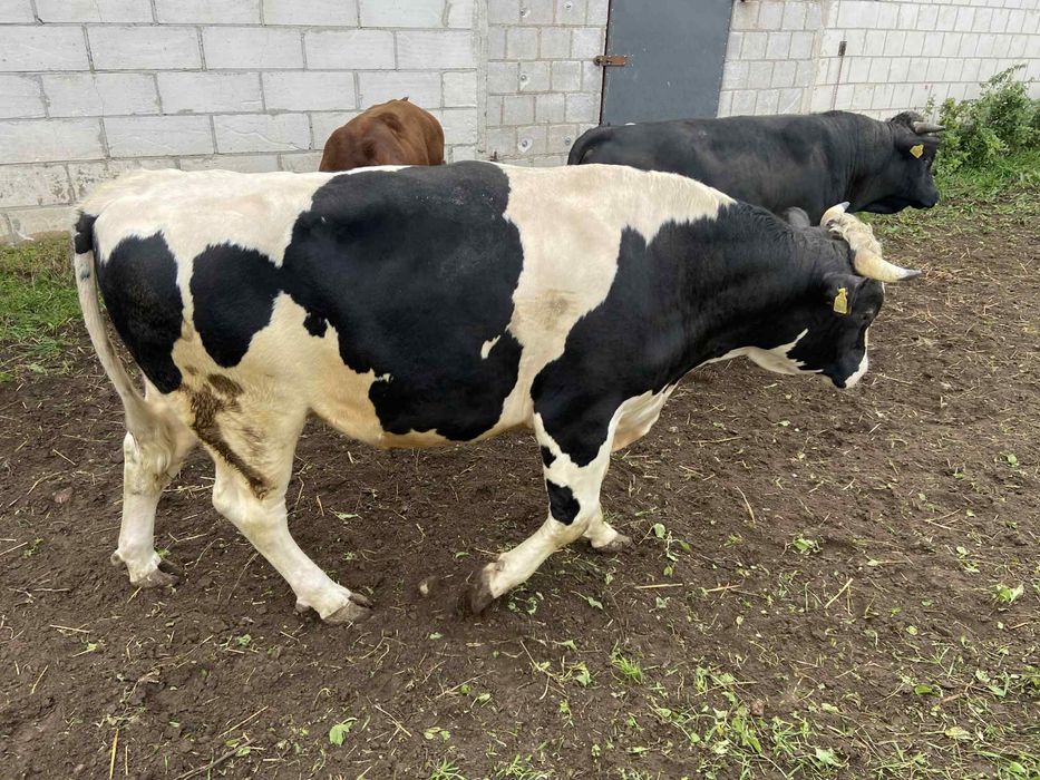 Byk HF – do hodowli lub rozpłodu