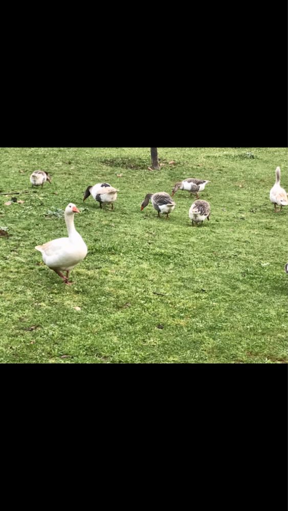 Gansos   Toulouse