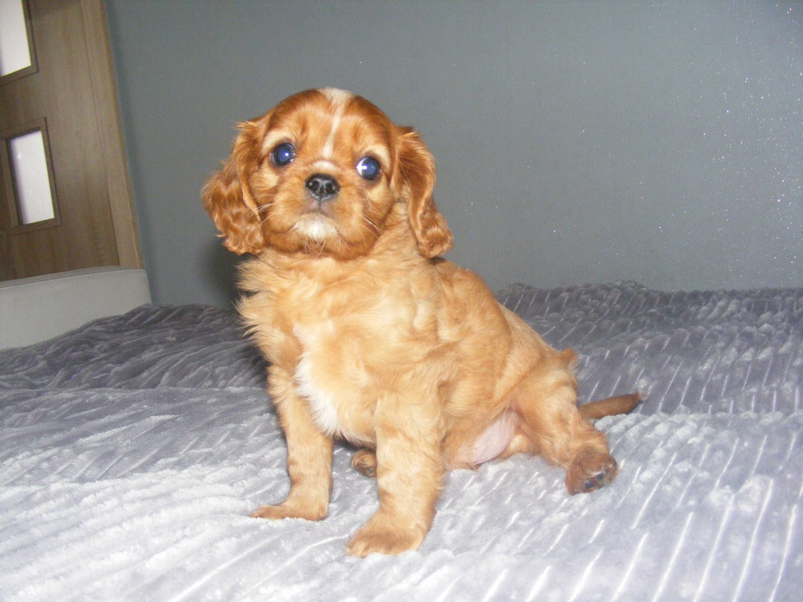 Śliczny piesek Cavalier Spaniel z Rodowodem Gotowy do odbioru
