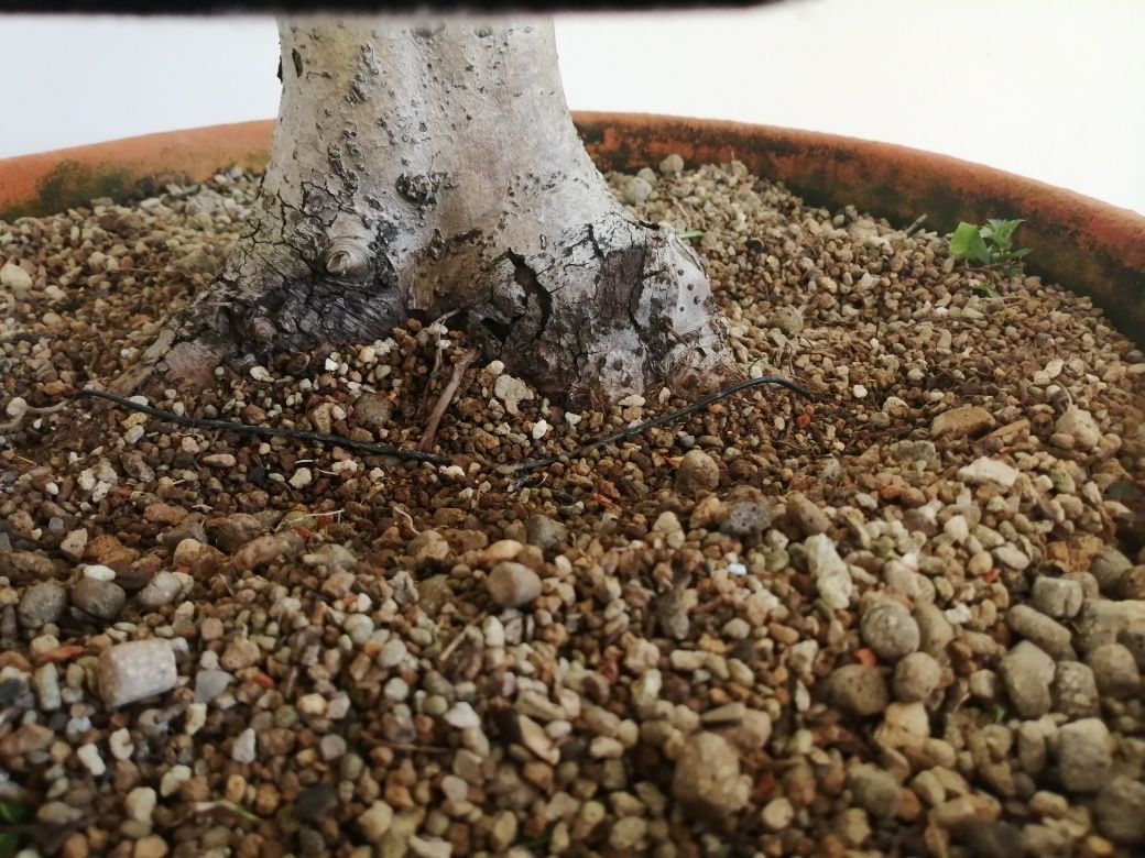 Bonsai Crataegus, Espinheiro  50cm