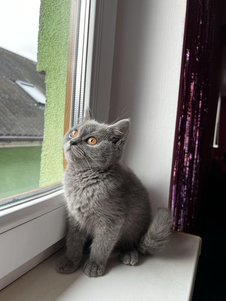 Британське короткошерстне кошеня