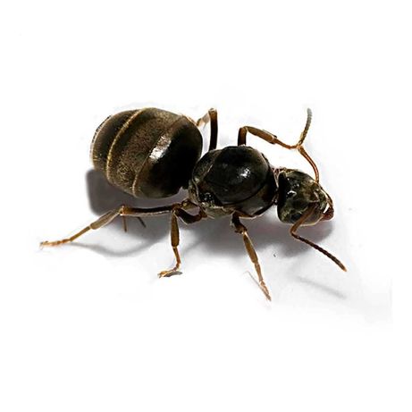Lasius Niger — черный садовый муравей для муравьиной фермы формикария