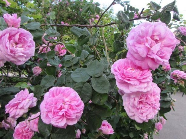 Саженцы розы чайной розовой, гледычия