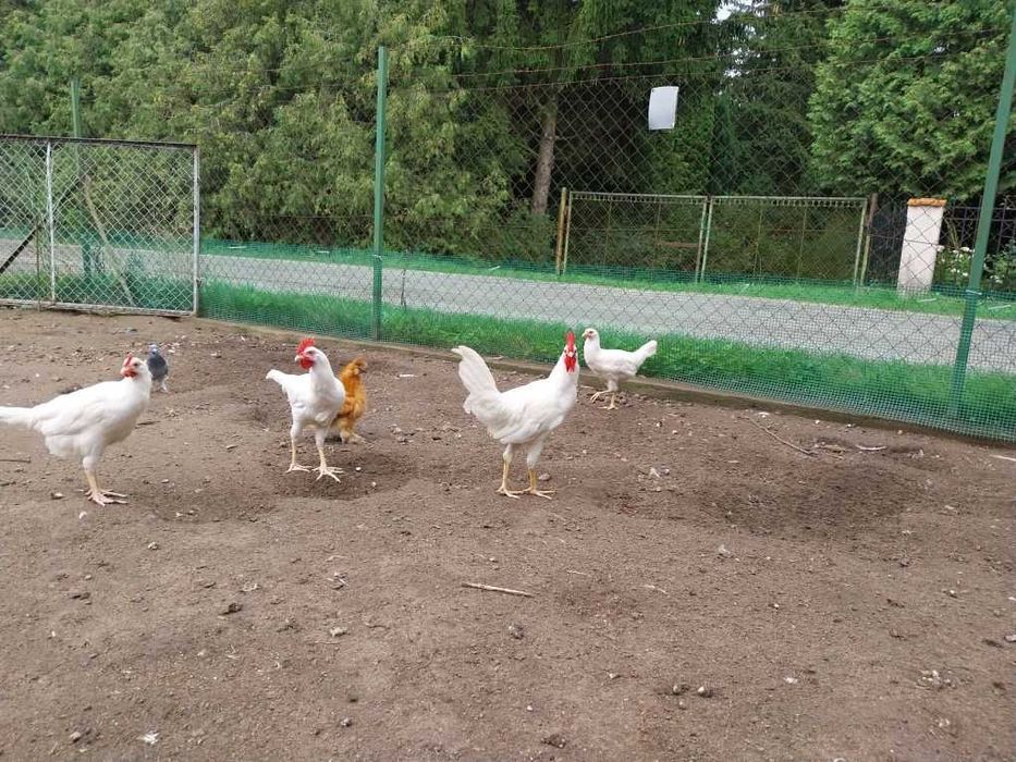 Kury kogut Leghorn kura para