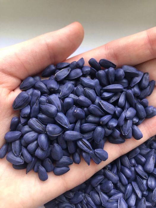 Насіння Соняшника під Гранстар