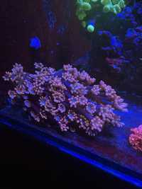 Alveopora różowa, duży okaz koral lps akwarium morskie